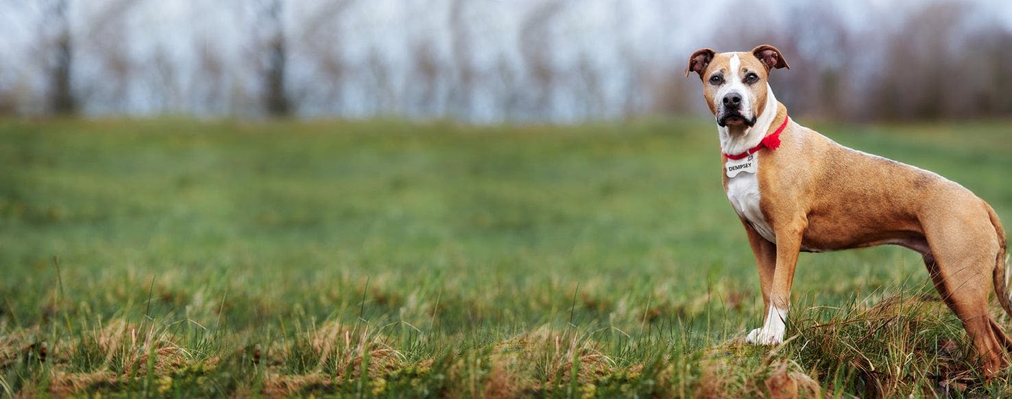 Dog Names That Start With De Popular Male And Female Names Wag 